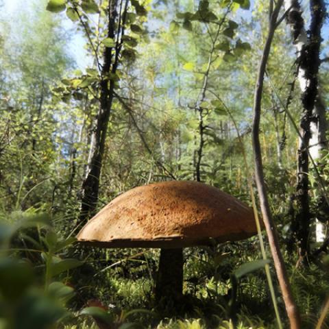 image mushrooms_lr_0019-jpg