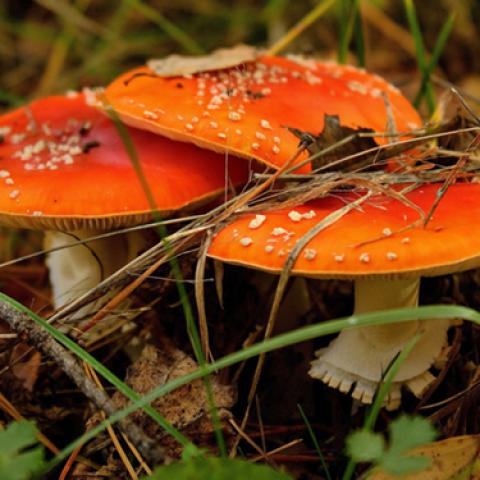 image mushrooms_lr_0020-jpg