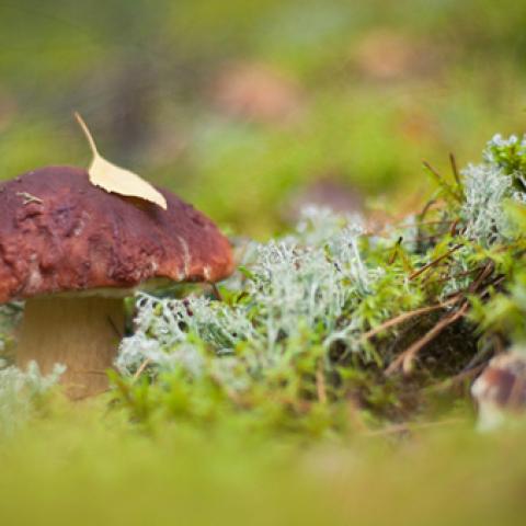 image mushrooms_lr_0021-jpg