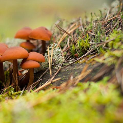 image mushrooms_lr_0022-jpg