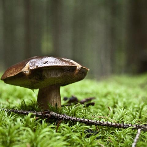 image mushrooms_lr_0023-jpg