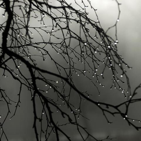 image rain_lr_0004-jpg
