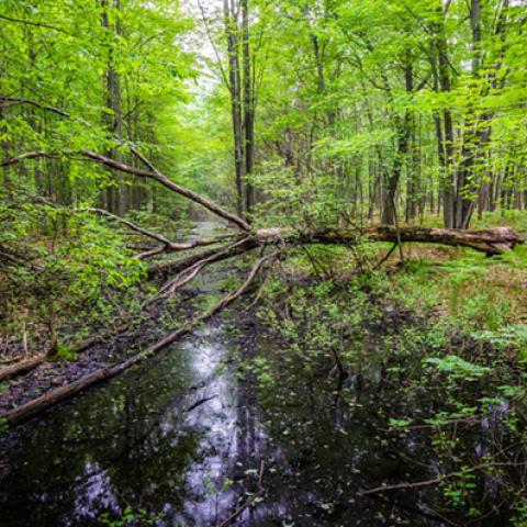 image rivers_hr_0009-jpg