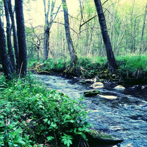 image rivers_hr_0021-jpg