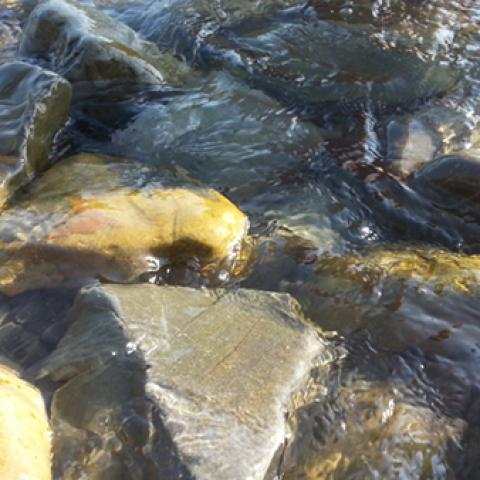 image rivers_lr_0036-jpg