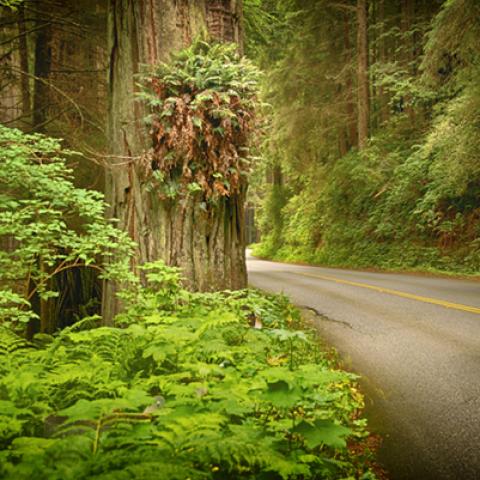 image road_hr_0005-jpg