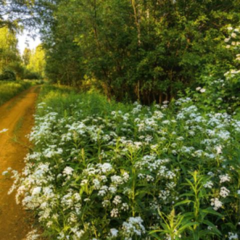 image road_lr_0001-jpg