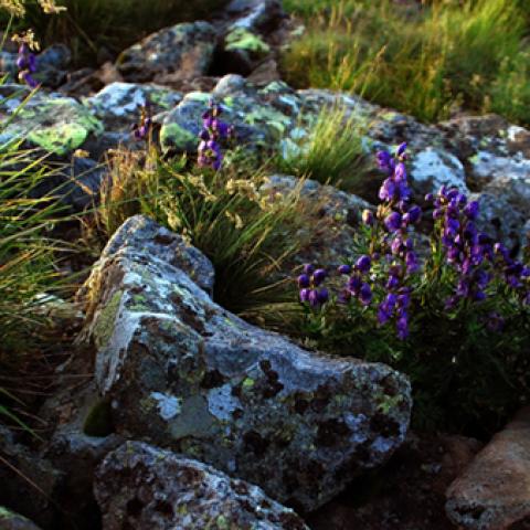 image rocks_lr_0012-jpg