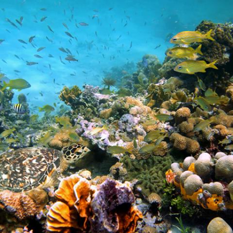 image sea_hr_0004-jpg