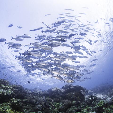 image sea_hr_0006-jpg