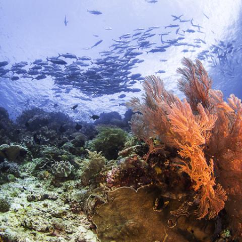 image sea_hr_0007-jpg