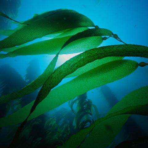 image sea_hr_0009-jpg