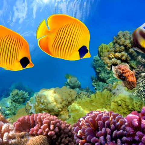 image sea_hr_0019-jpg