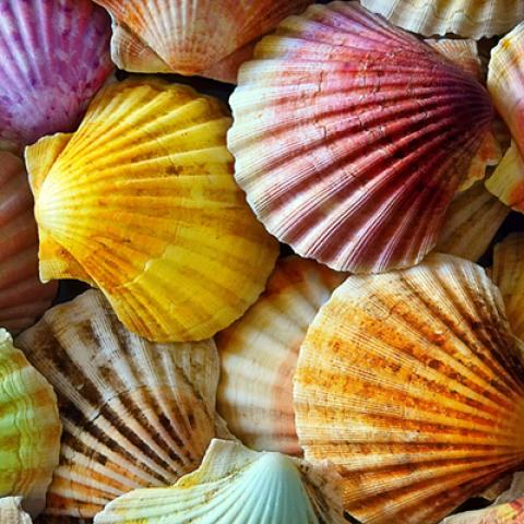 image sea_lr_0002-jpg
