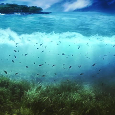 image sea_lr_0007-jpg