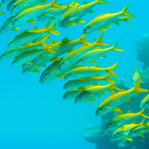 image sea_lr_0012-jpg