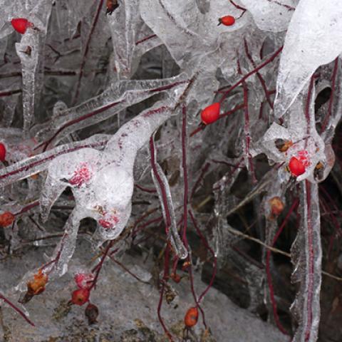 image snow_and_ice_hr_0008-jpg