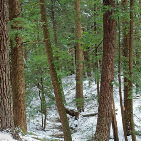 image snow_and_ice_hr_0026-jpg