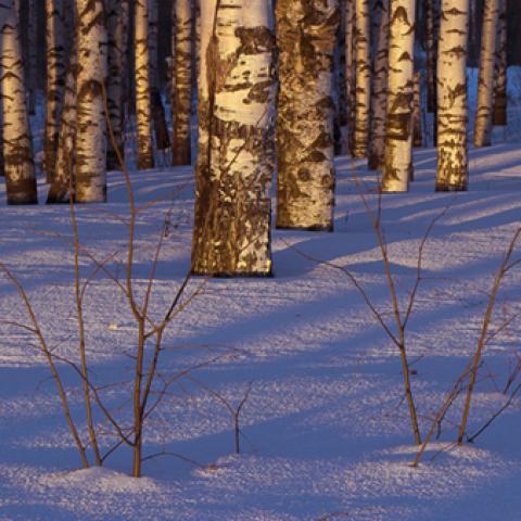image snow_and_ice_lr_0008-jpg