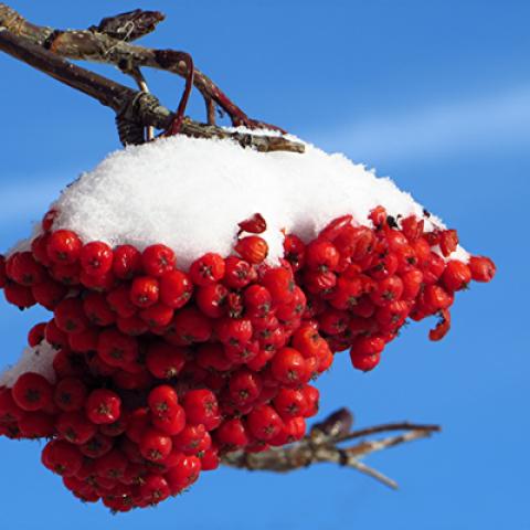 image snow_and_ice_lr_0013-jpg