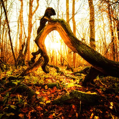 image sunrise_and_sunset_hr_0010-jpg