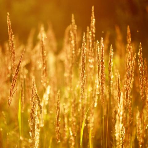 image wheat_hr_0001-jpg