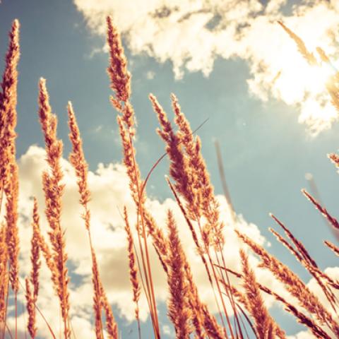 image wheat_hr_0002-jpg