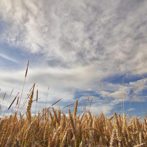 image wheat_hr_0003-jpg