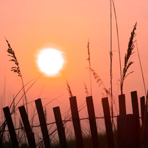 image wheat_hr_0004-jpg