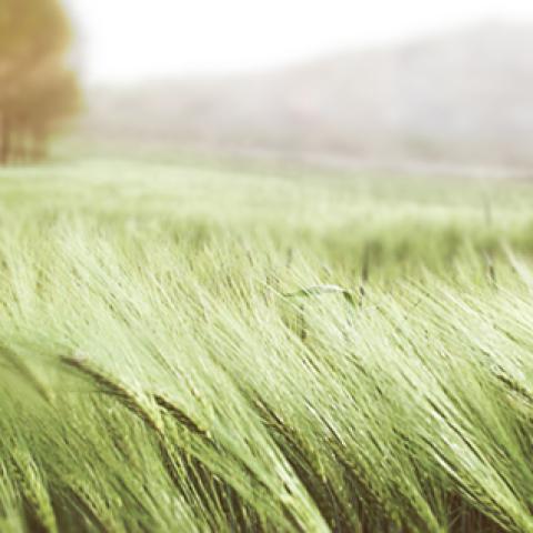 image wheat_hr_0005-jpg