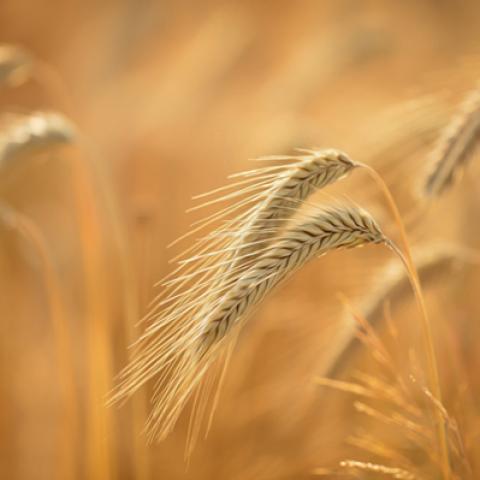 image wheat_lr_0001-jpg