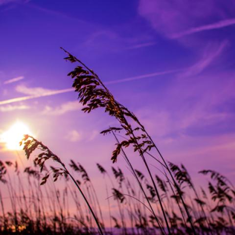 image wheat_lr_0002-jpg