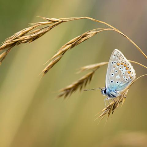 image wheat_lr_0003-jpg