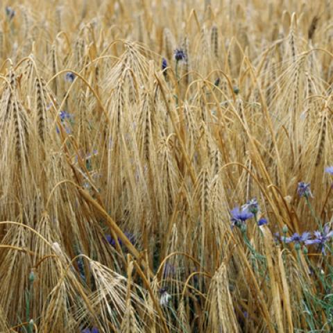 image wheat_lr_0004-jpg