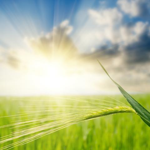 image wheat_lr_0005-jpg
