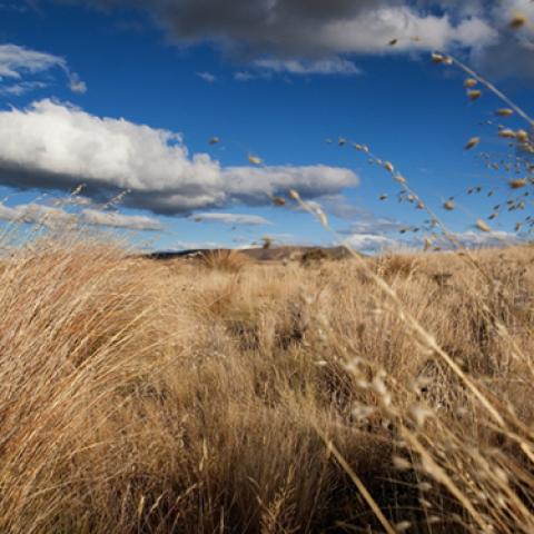 image wheat_lr_0006-jpg