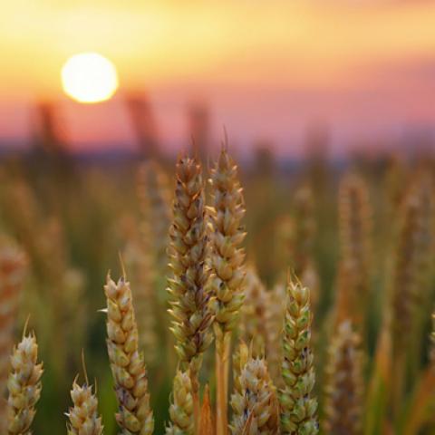 image wheat_lr_0007-jpg