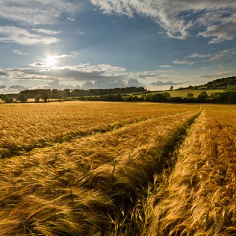 image wheat_lr_0008-jpg