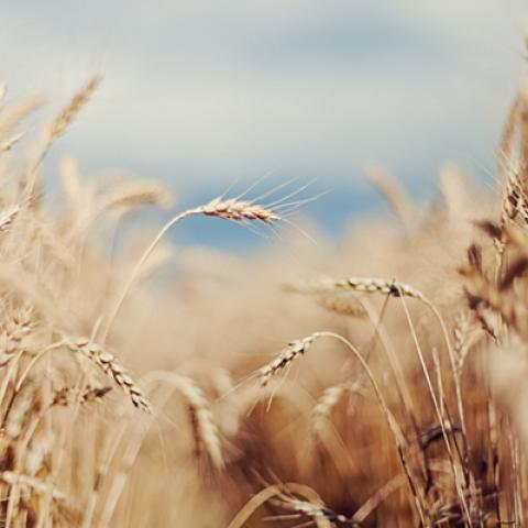 image wheat_lr_0009-jpg