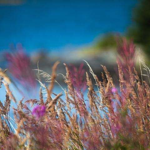 image wheat_lr_0010-jpg