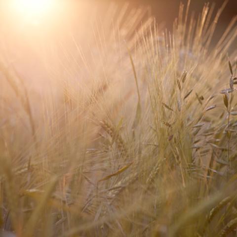image wheat_lr_0011-jpg