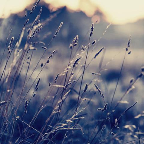 image wheat_lr_0012-jpg
