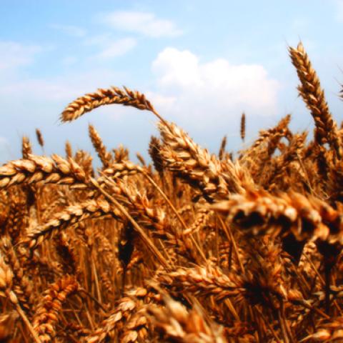 image wheat_lr_0013-jpg