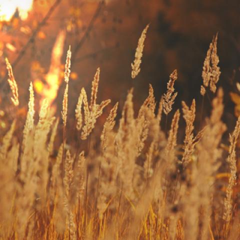 image wheat_lr_0014-jpg