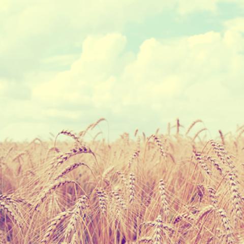 image wheat_lr_0015-jpg