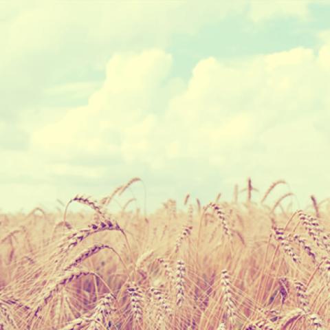image wheat_lr_0016-jpg
