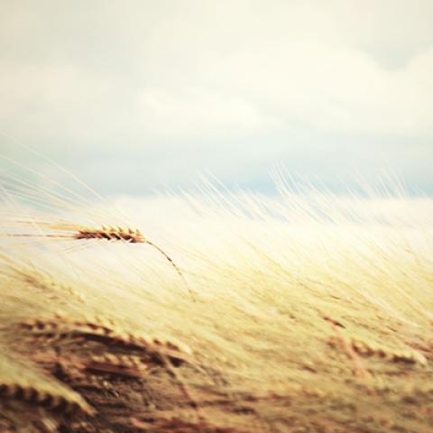 image wheat_lr_0017-jpg