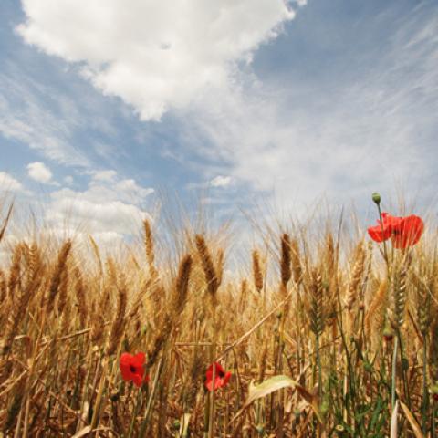 image wheat_lr_0018-jpg