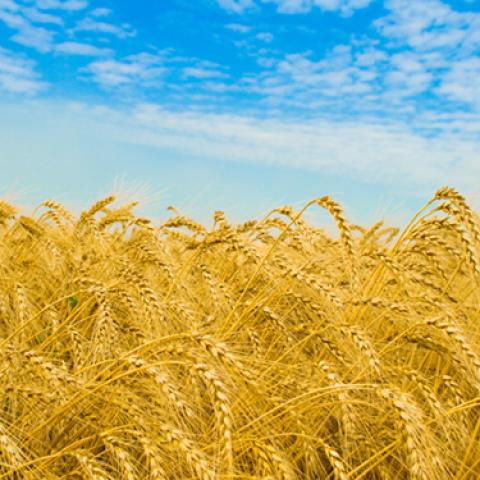image wheat_lr_0019-jpg