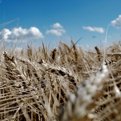 image wheat_lr_0020-jpg